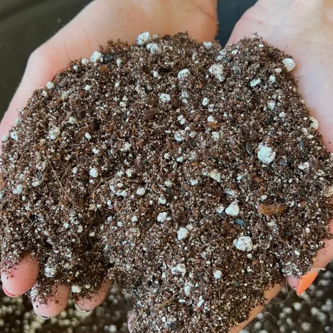 Cacti + Succulent potting mix