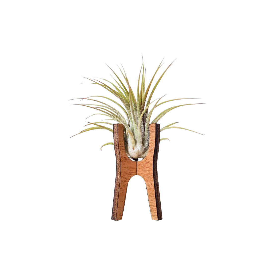 Standing Wooden Air Plant Holder