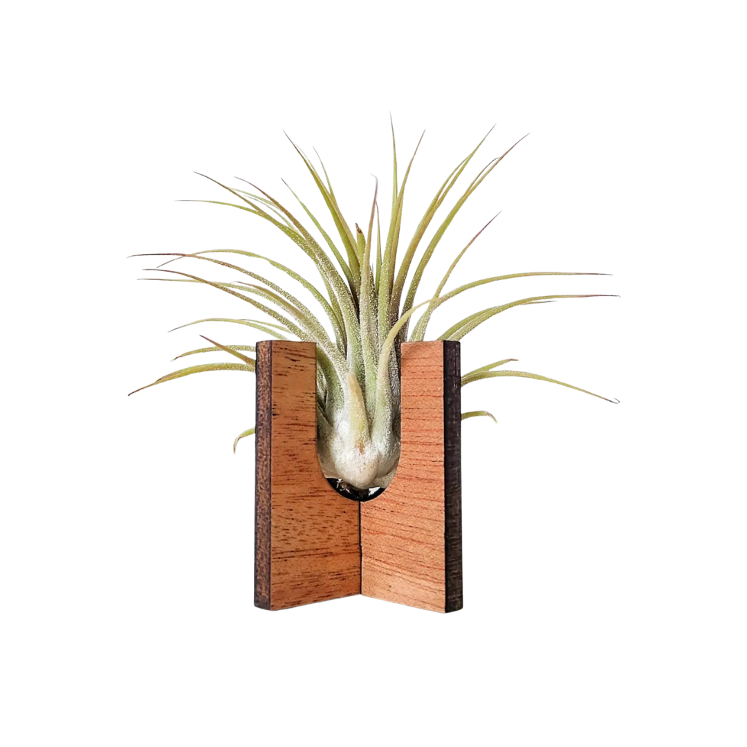 Standing Wooden Air Plant Holder