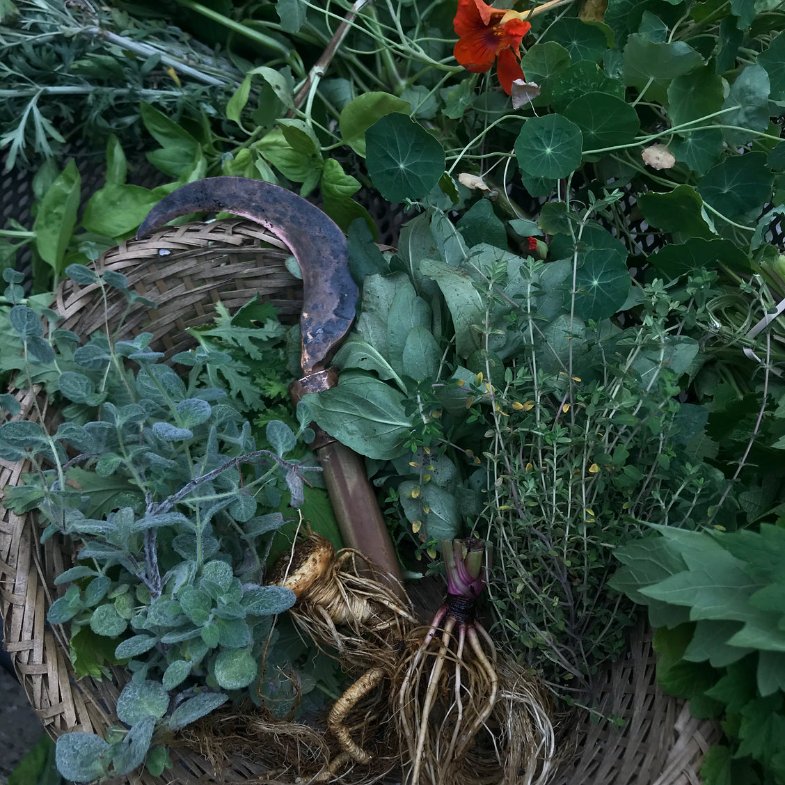 3/20: Gardening & Foraging for Witches w/ Melissa Madara (virtual class)