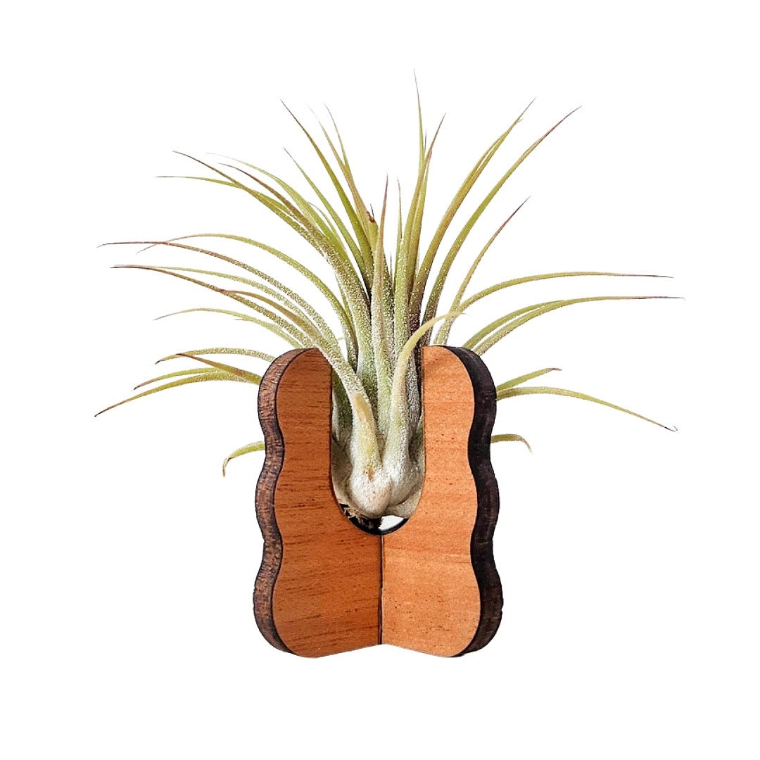 air plant holders amazon Standing Wooden Air Plant Holder – Ritualist