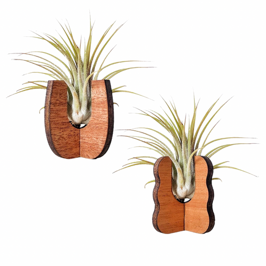 Standing Wooden Air Plant Holder
