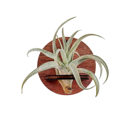 Wall Hanging Air Plant Holder
